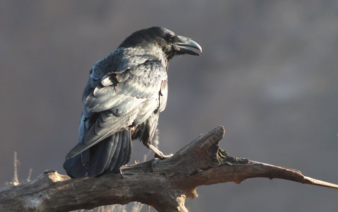 Ворон Corvus Corax