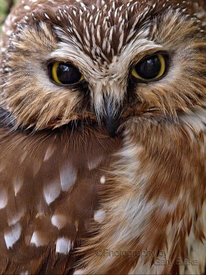Коричневая неясыть