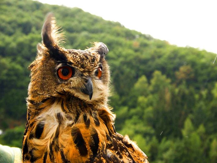 Сова Glaucidium nubicola