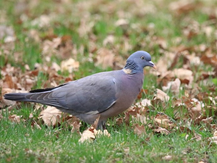 Вяхирь (Columba palumbus)