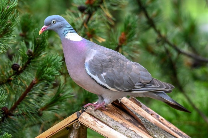 Вяхирь – Columba palumbus l