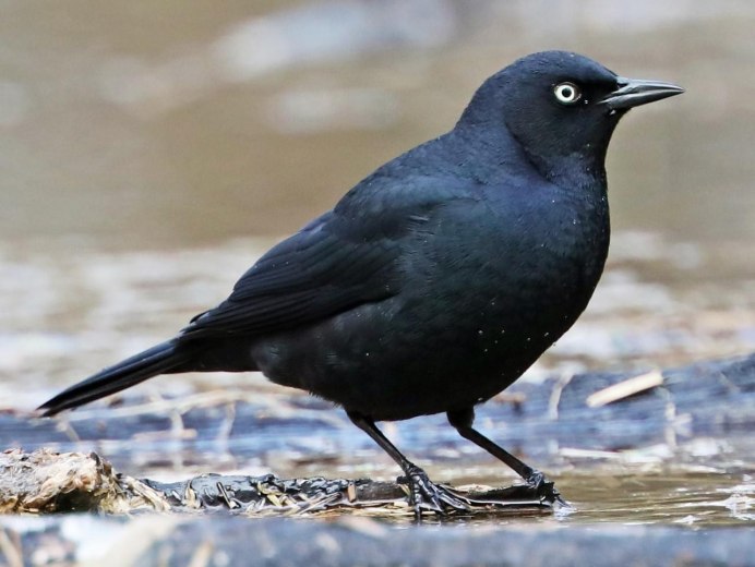 Corvus cornix