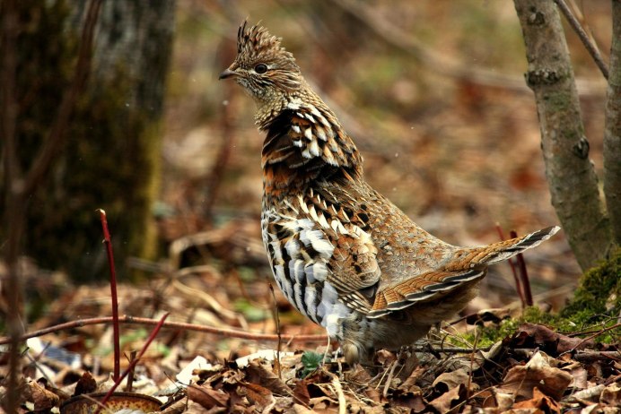 Глухарь (Tetrao urogallus)