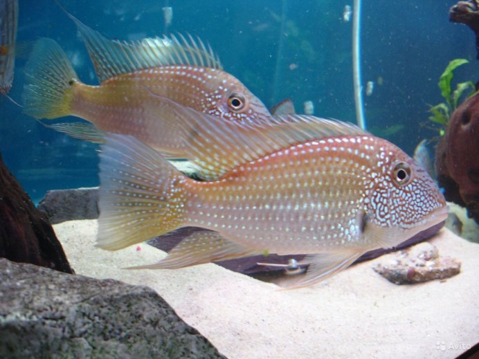 Geophagus Brasiliensis