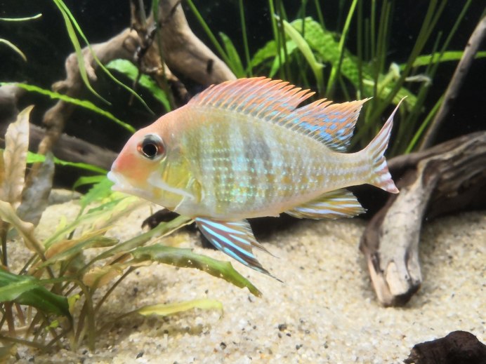 Geophagus argyrostictus