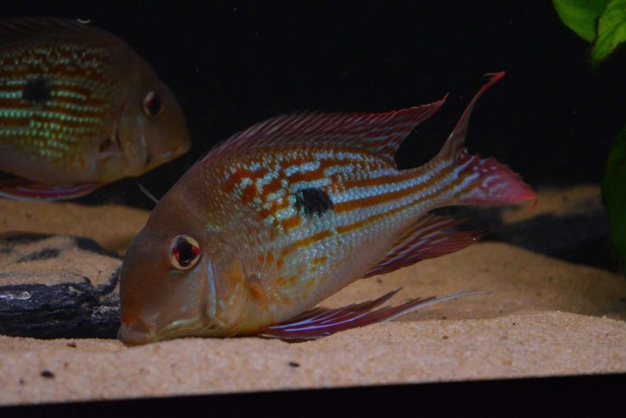 Geophagus winemilleri