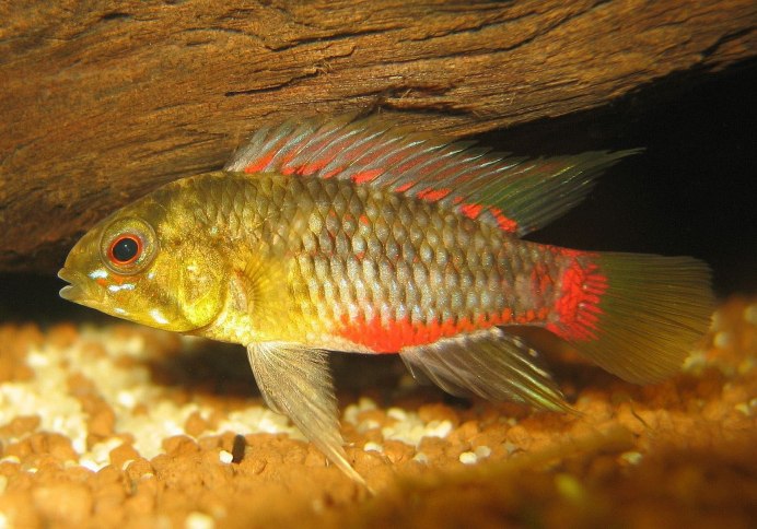 Геофагусы Вайнмиллера Geophagus winemilleri