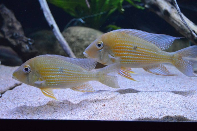 Цихлида Geophagus Brasiliensis