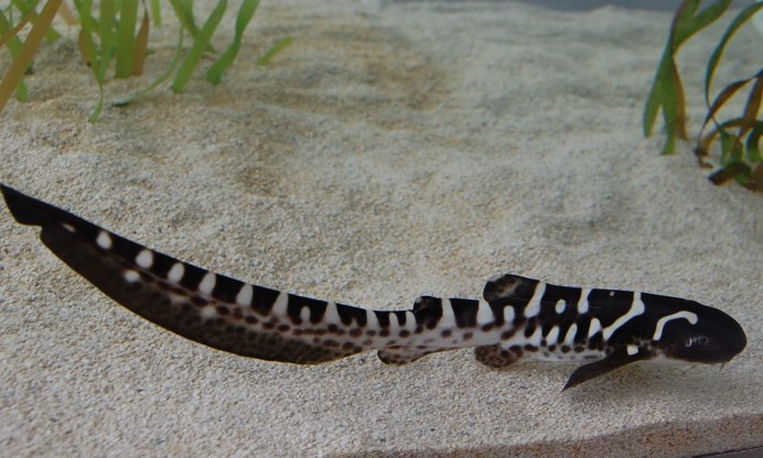 Зебровая акула (Zebra Shark)