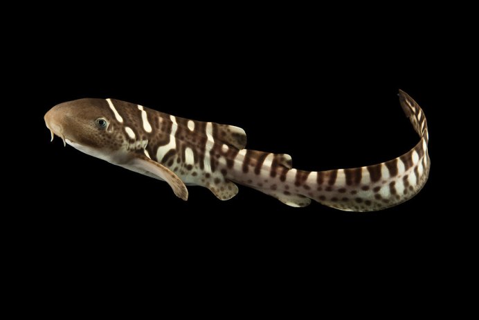 Зебровая акула (Stegostoma fasciatum)