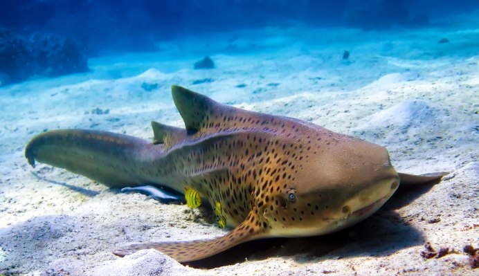 Зебровая акула (Stegostoma fasciatum)