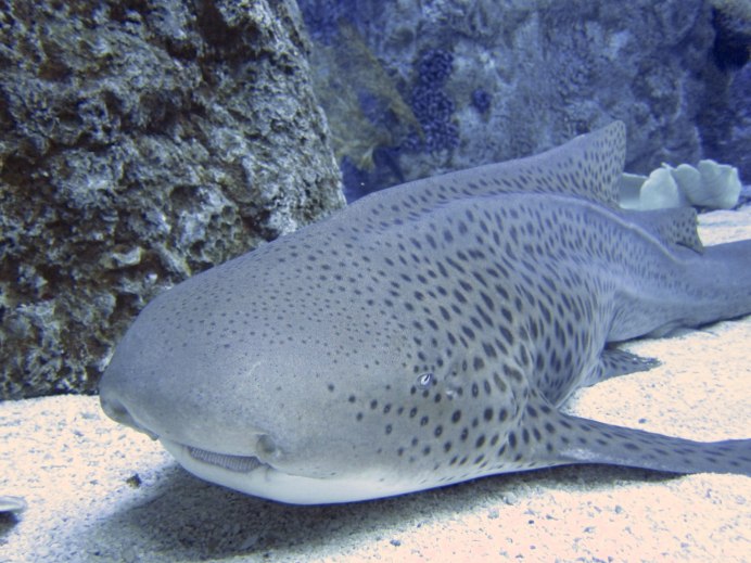 Stegostoma fasciatum