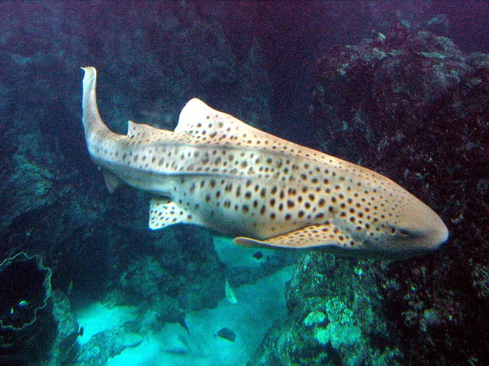 Зебровая акула (Stegostoma fasciatum)