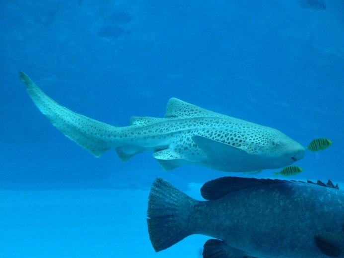 Зебровая акула (Zebra Shark)