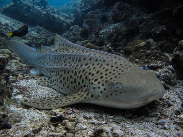 Stegostoma fasciatum