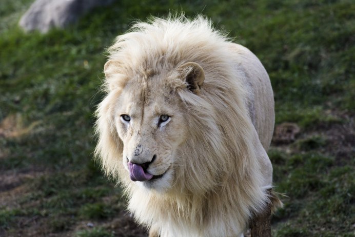 Король Лев джунгли