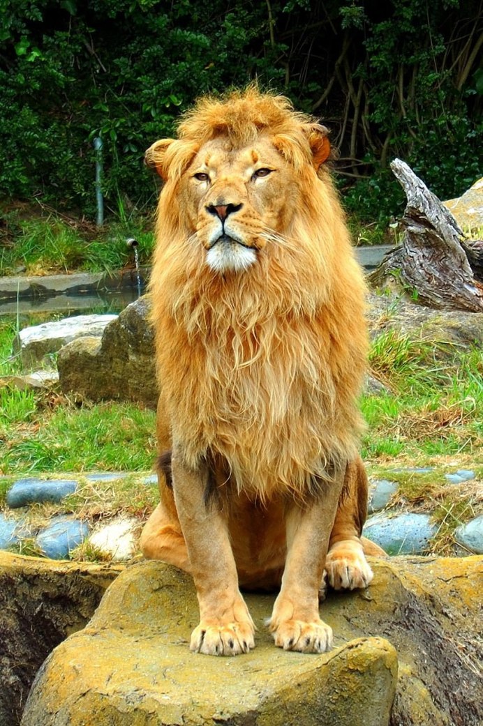 Lion Сенегальский Лев