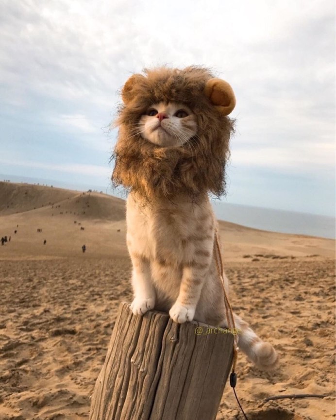 Королев Лев