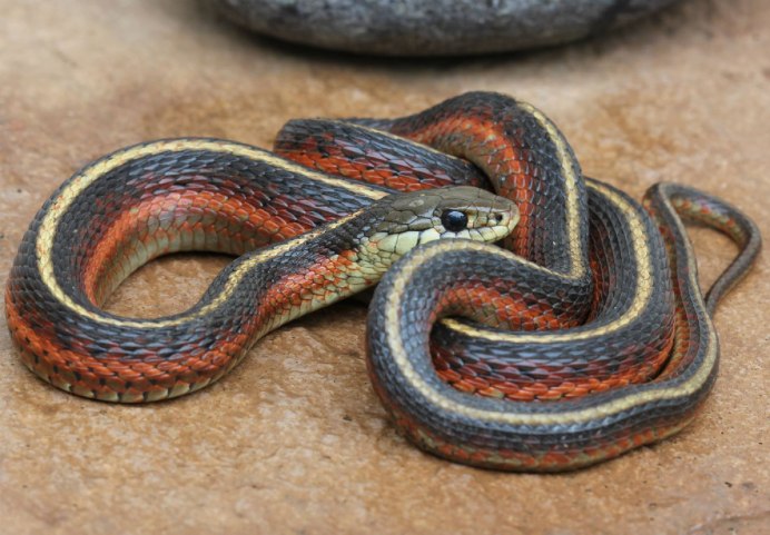Японский уж Amphiesma vibakari