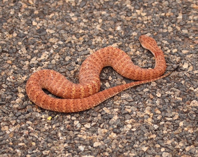 Bothrophthalmus lineatus