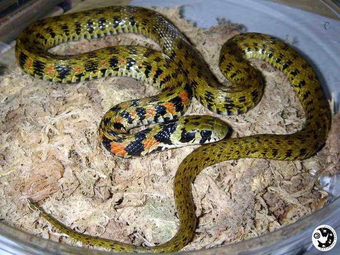 Японский уж Amphiesma vibakari