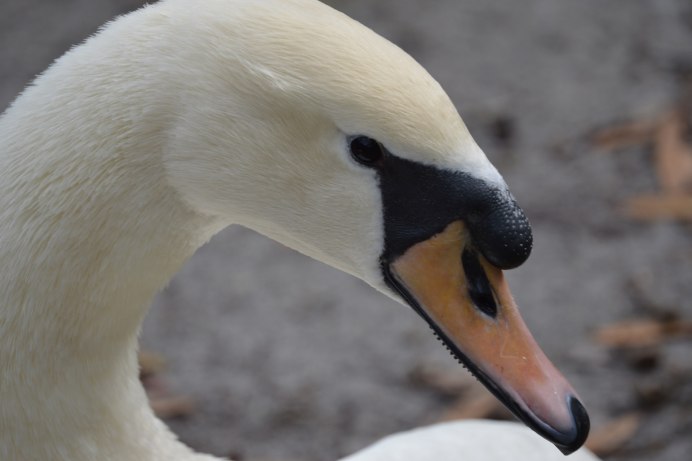 Faced Swan