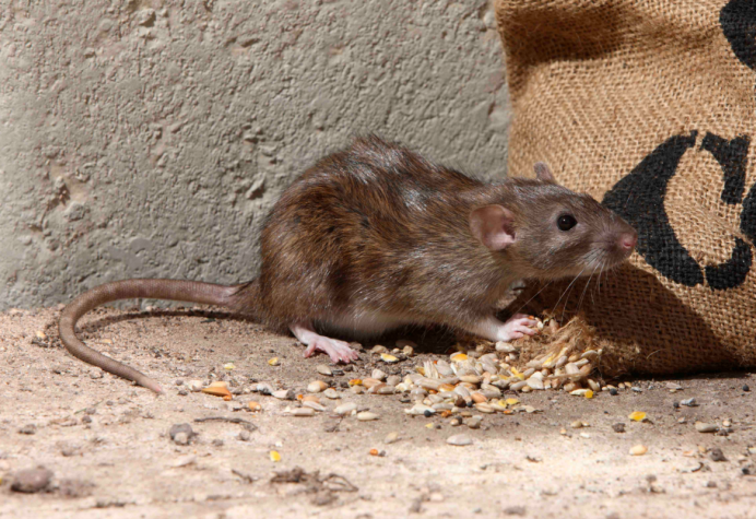 Серая крыса (Пасюк) - Rattus norvegicus.