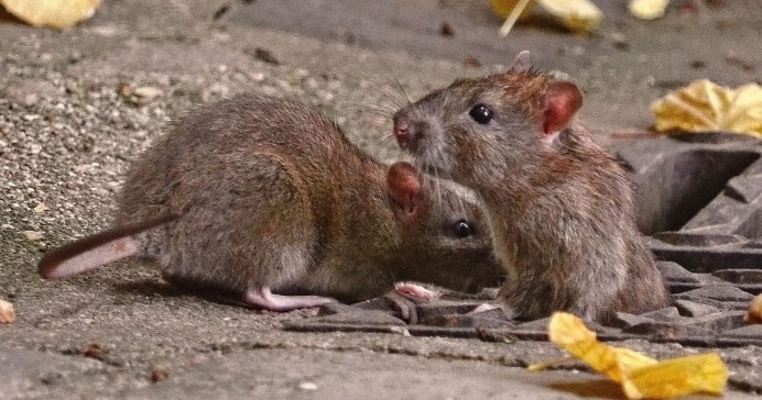 Большая коричневая крыса