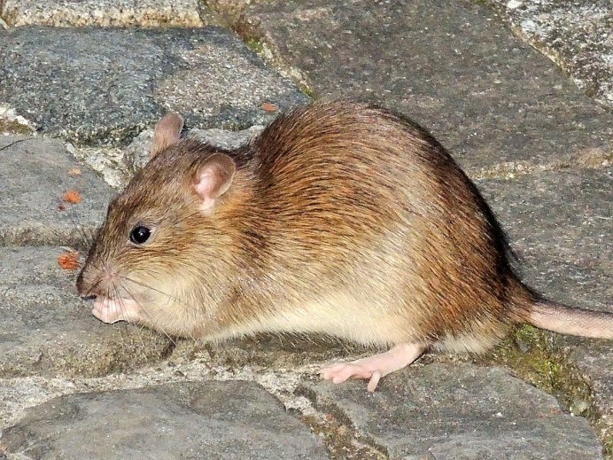 Tokudaia muenninki