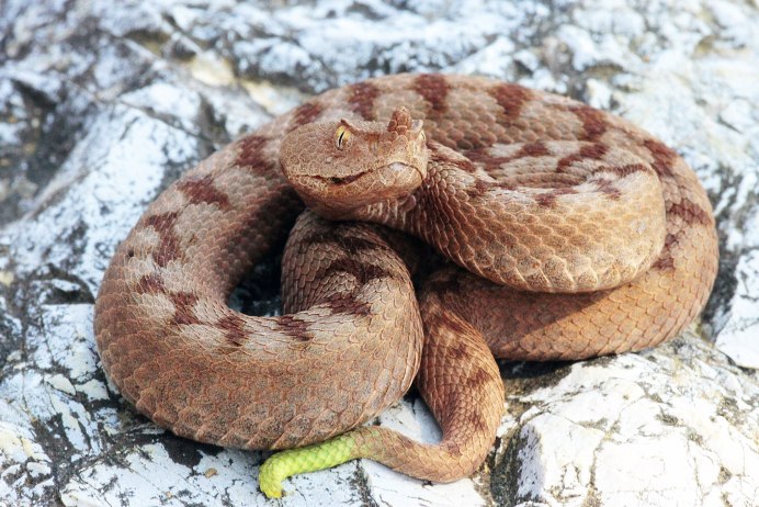 Montivipera xanthina