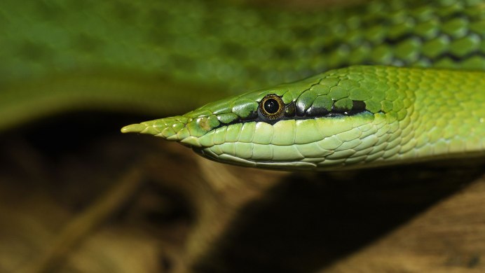 Обыкновенная гадюка - Vipera berus (Linnaeus, 1758)