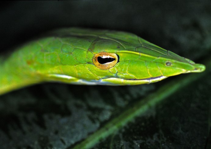 Гадюка армянская (Vipera xanthina)
