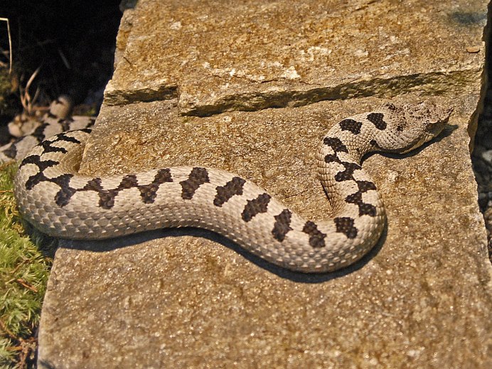 Гадюковые (Viperidae)