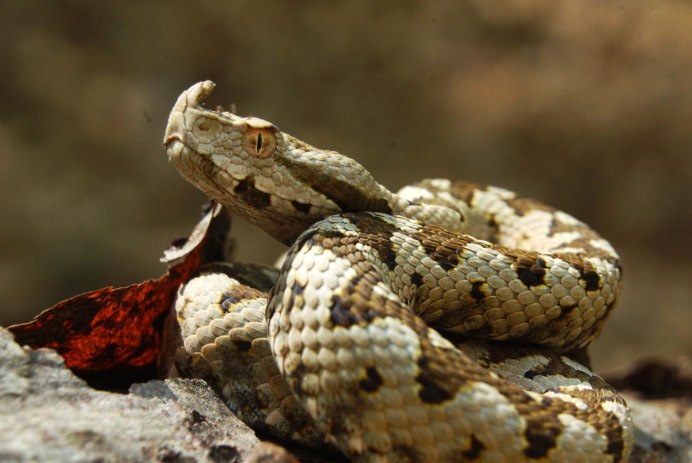 Crotalus scutulatus
