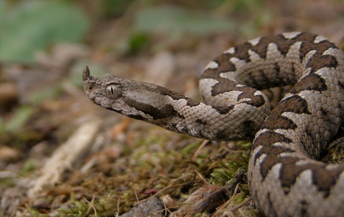 Гадюка Лотиева (Vipera lotievi)