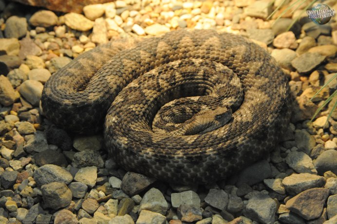 Носатая гадюка Vipera ammodytes