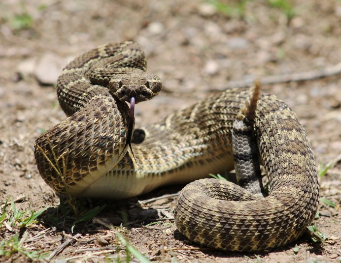 Daboia russelii