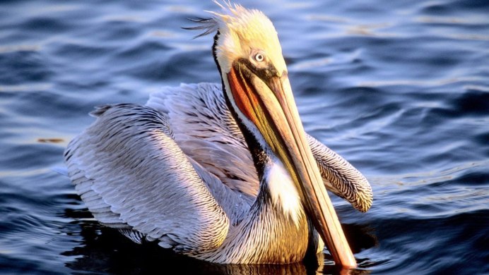 Болотная Курочка лысуха