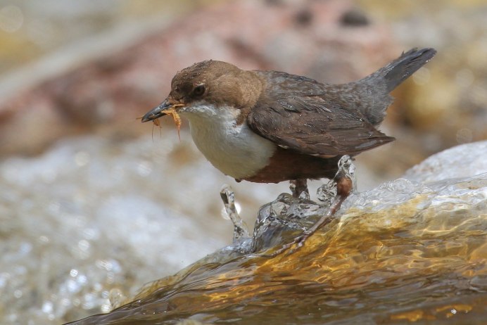 Птица чомга нырок