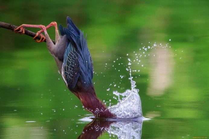 Черная гагара лысуха
