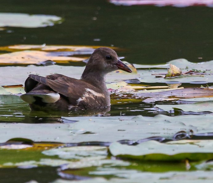 Лапы водоплавающих птиц
