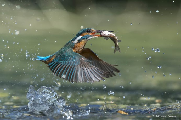 Птицы купаются