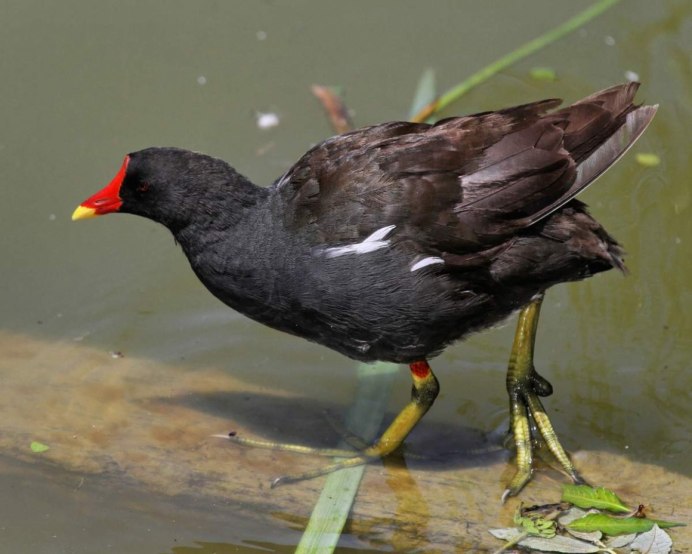 Оляпка клюв