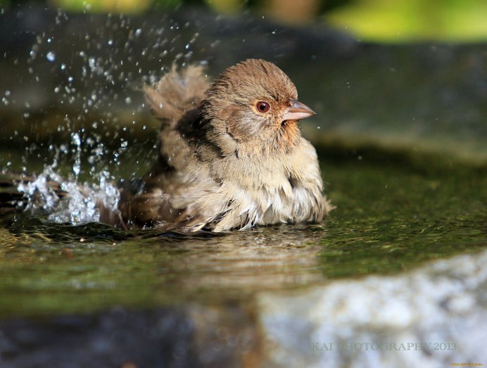 Утята в воде