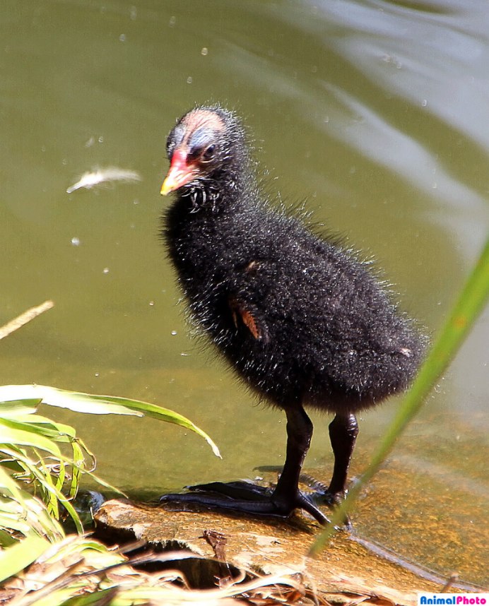 Пастушок Rallus aquaticus
