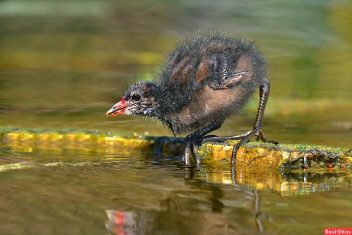 Птицы живущие у воды