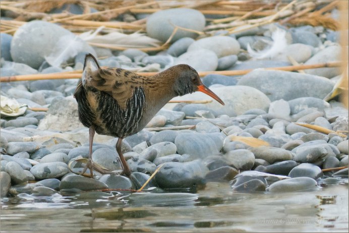 Водоплавающие птицы Москвы
