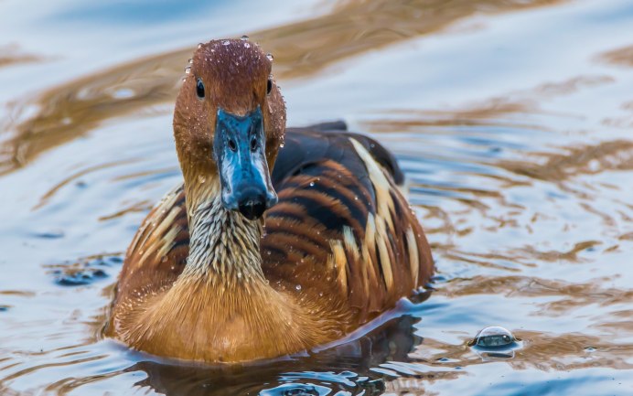 Водяной Пастушок птица