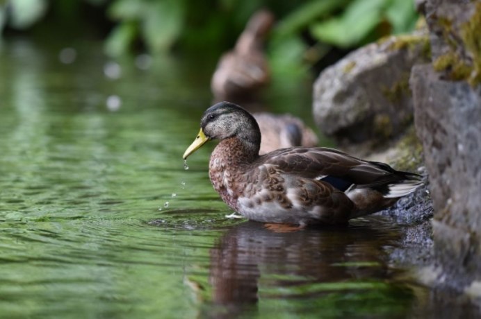 Красивое озеро с утками