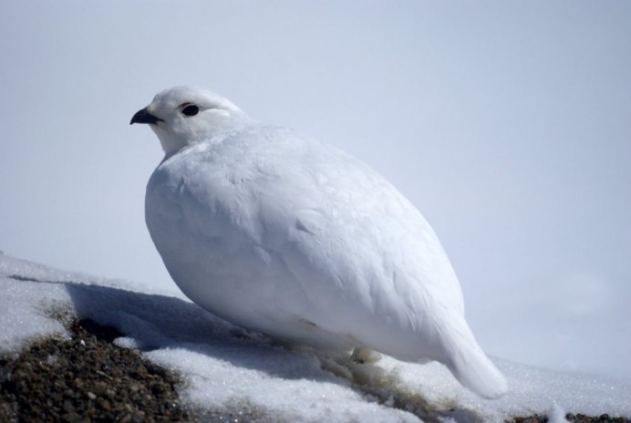 Бородатая куропатка (Perdix dauurica)